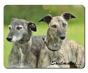 Whippet Dogs 