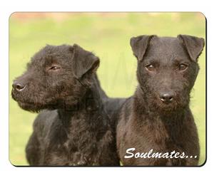 Patterdale Terrier Dogs 