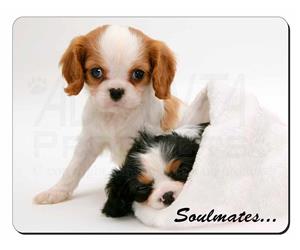 King Charles Spaniel Dogs 