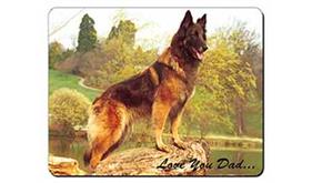 Belgian Shepherd 