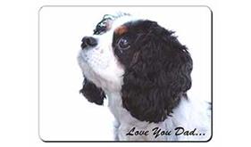 King Charles Spaniel 