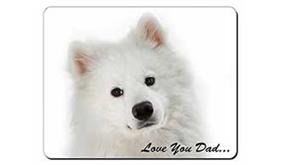 Samoyed 