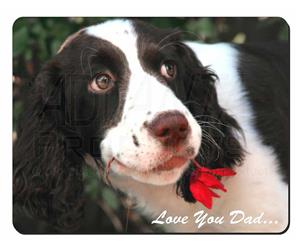 Springer Spaniel 