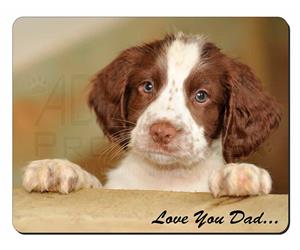 Springer Spaniel 