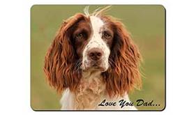 Springer Spaniel 