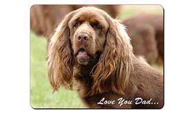 Sussex Spaniel 