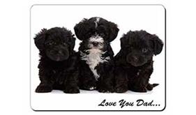 Yorkipoo Pups 