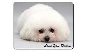 Bichon Frise 