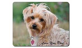 Yorkie Dog 