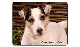 Jack Russell Dog 