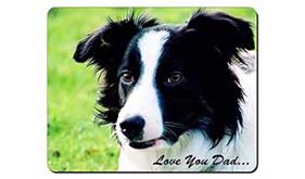 Border Collie Dog 