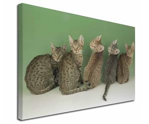 Click Image to See All Ocicat Kitten Products in this Section