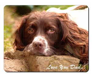 Springer Spaniel 