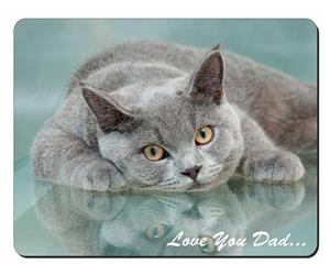 British Blue Cat 