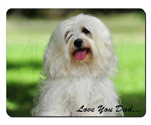 Havanese Dog 