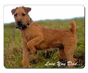 Lakeland Terrier 