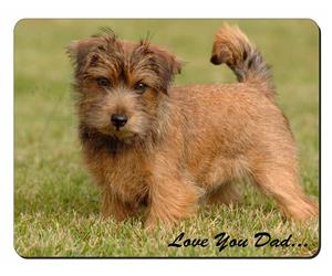 Norwich/Norfolk Terrier 