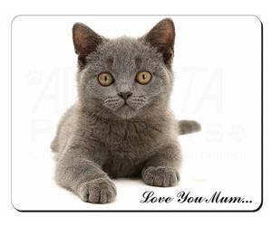 British Blue Cat 