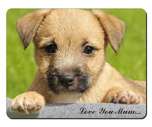 Border Terrier Puppy 