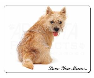 Cairn Terrier Dog 