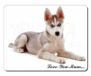 Siberian Husky Dog 