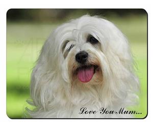 Havanese Dog 