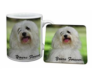 Havanese Dog 