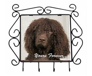 Irish Water Spaniel 