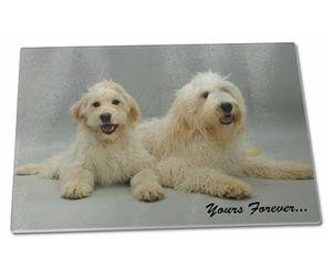 Labradoodle Dogs 