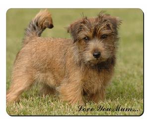 Norfolk Norwich Terrier 