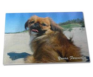 Pekingese 