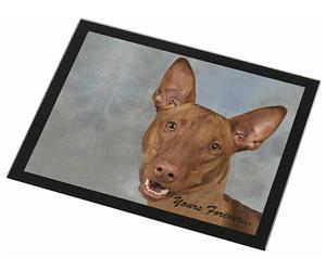 Pharaoh Hound 