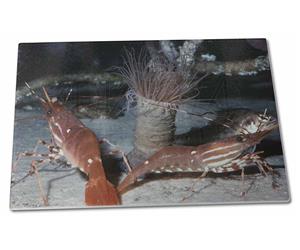Click image to see all products with these Sea Shrimp