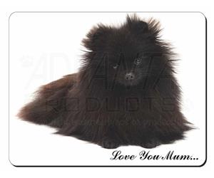 Pomeranian Dog 