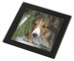 Shetland Sheepdog 