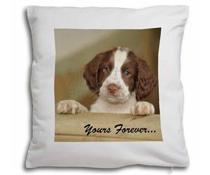 Springer Spaniel 