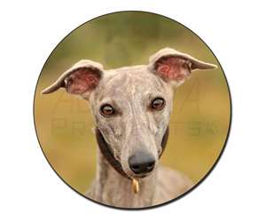 A Gorgeous Whippet Dog