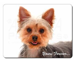 Yorkshire Terrier Dog 