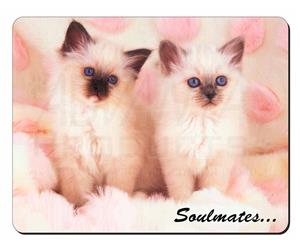 Birman Kittens 