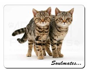 Brown Tabby Cats 