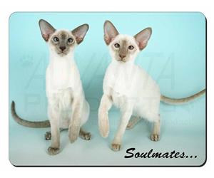 Siamese Cats 
