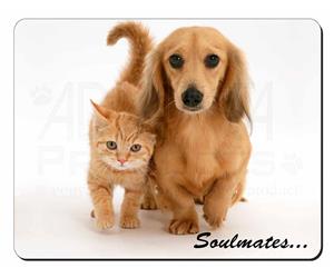 Dachshund and Kitten 