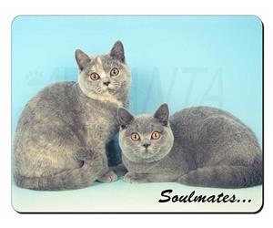 British Blue-Cream Cats 