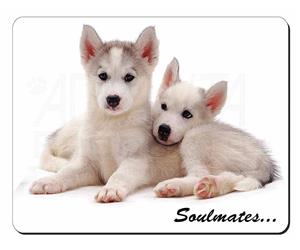 Husky Puppies 