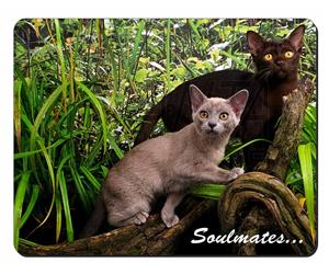 Burmese Cats 