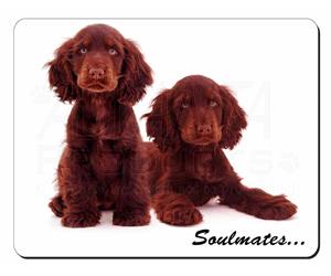 Chocolate Cocker Spaniels 