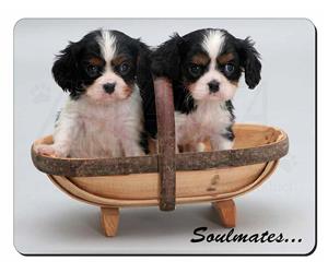 King Charles Puppies 