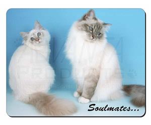 Birman Cats 