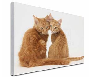 Two Ginger Kittens