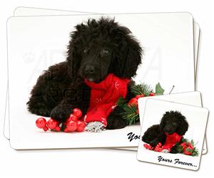 Miniature Poodle Dog 